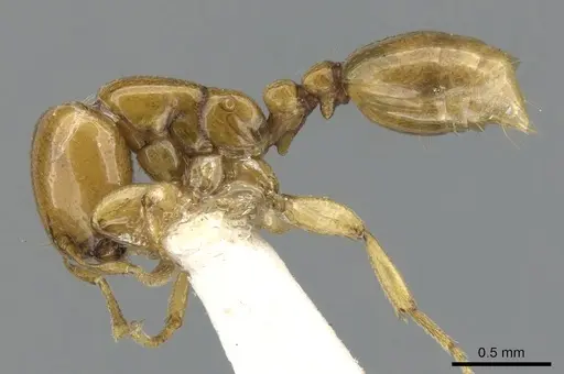 Liomyrmex gestroi specimen CASENT0901739 image casent0901739_3