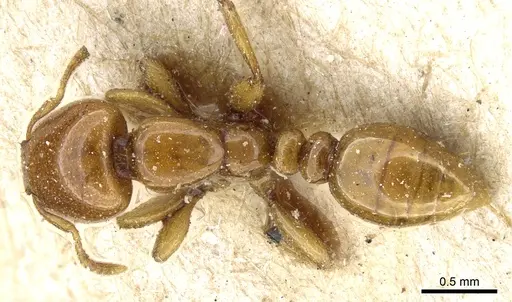 Liomyrmex gestroi specimen CASENT0904615 image casent0904615_1