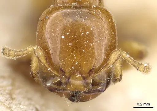 Liomyrmex gestroi specimen CASENT0904615 image casent0904615_2