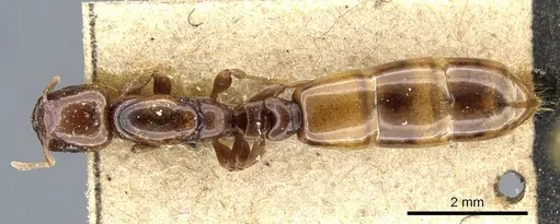 Liomyrmex gestroi specimen CASENT0905754 image casent0905754_1