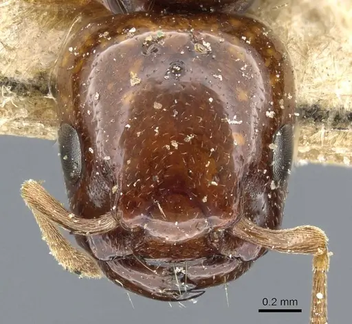 Liomyrmex gestroi specimen CASENT0905754 image casent0905754_2