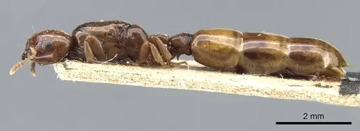 Liomyrmex gestroi specimen CASENT0905754 image casent0905754_3