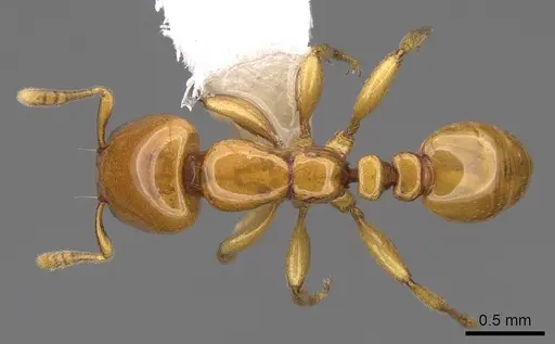 Liomyrmex gestroi specimen CASENT0922902 image casent0922902_1