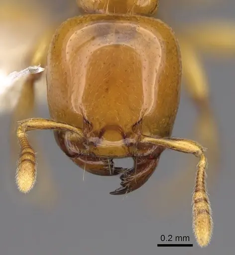 Liomyrmex gestroi specimen CASENT0922902 image casent0922902_2