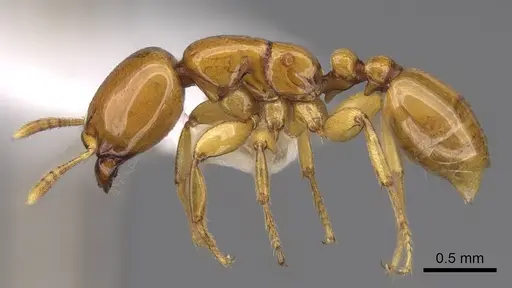 Liomyrmex gestroi specimen CASENT0922902 image casent0922902_3