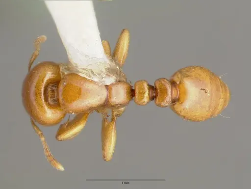 Liomyrmex gestroi specimen CASTYPE06922 image castype06922_1