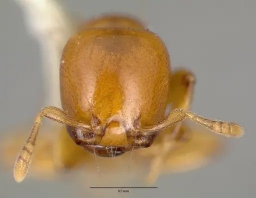 Liomyrmex gestroi specimen CASTYPE06922 image castype06922_2