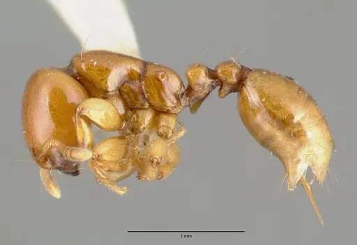Liomyrmex gestroi specimen CASTYPE06922 image castype06922_3