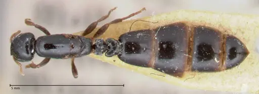 Liomyrmex gestroi specimen FOCOL1751 image focol1751_1
