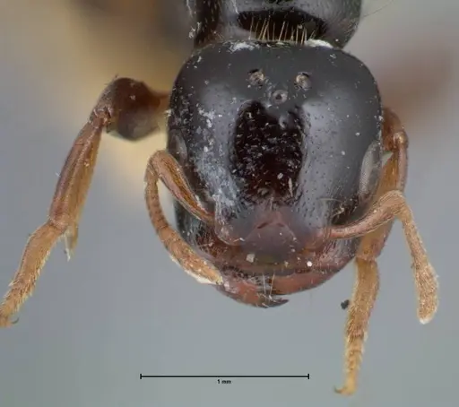 Liomyrmex gestroi specimen FOCOL1751 image focol1751_2