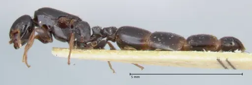 Liomyrmex gestroi specimen FOCOL1751 image focol1751_3