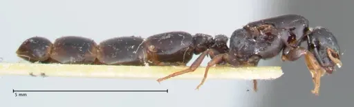 Liomyrmex gestroi specimen FOCOL1751 image focol1751_4