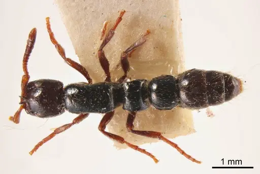 Lioponera aberrans specimen ANTWEB1008222 image antweb1008222_1