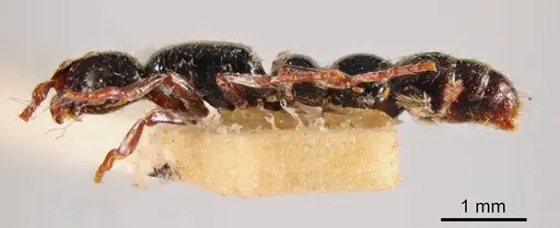 Lioponera aberrans specimen ANTWEB1008222 image antweb1008222_2