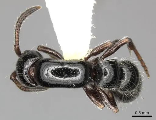 Lioponera aberrans specimen CASENT0249288 image casent0249288_1