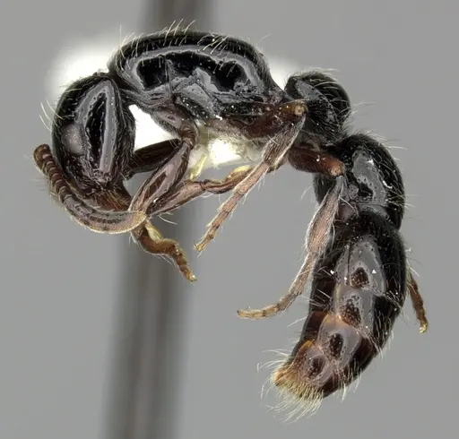 Lioponera aberrans specimen CASENT0249288 image casent0249288_3
