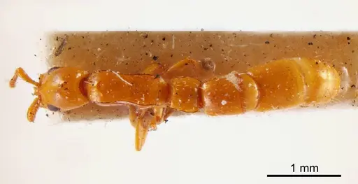 Lioponera angustata specimen ANTWEB1008223 image antweb1008223_1