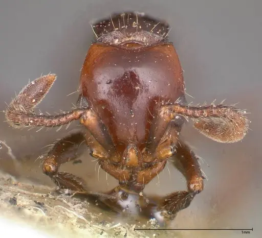 Lioponera bicolor specimen FOCOL0340-1 image focol0340-1_2