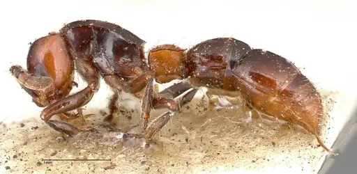 Lioponera bicolor specimen FOCOL0340-1 image focol0340-1_3