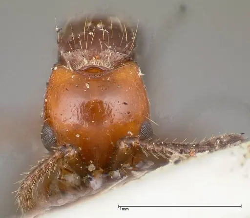 Lioponera bicolor specimen FOCOL0340-2 image focol0340-2_2