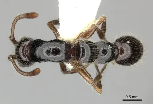 Lioponera binodis specimen CASENT0249289 image casent0249289_1