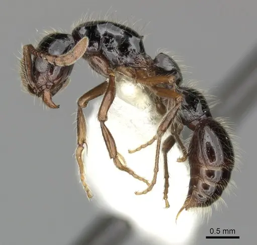 Lioponera binodis specimen CASENT0249289 image casent0249289_3