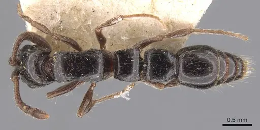 Lioponera binodis specimen CASENT0907061 image casent0907061_1