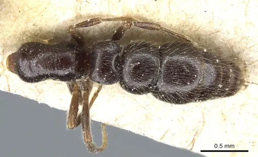 Lioponera braunsi specimen CASENT0903780 image casent0903780_1