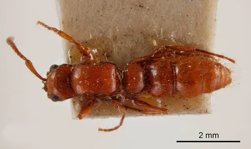Lioponera brevicollis specimen ANTWEB1008226 image antweb1008226_1
