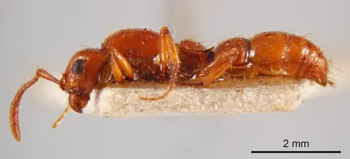 Lioponera brevicollis specimen ANTWEB1008226 image antweb1008226_2