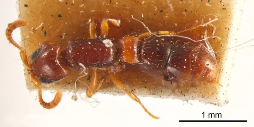 Lioponera brevis specimen ANTWEB1008227 image antweb1008227_1