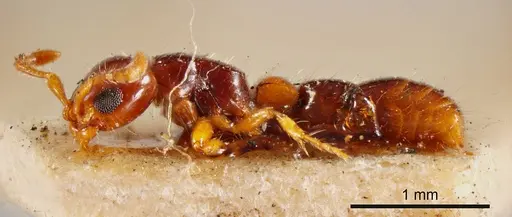 Lioponera brevis specimen ANTWEB1008227 image antweb1008227_2