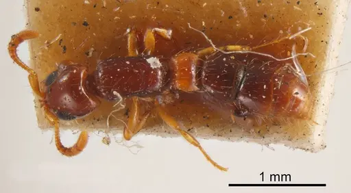 Lioponera brevis specimen ANTWEB1008260 image antweb1008260_1