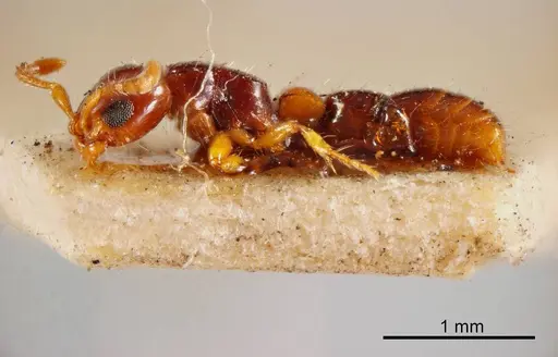 Lioponera brevis specimen ANTWEB1008260 image antweb1008260_2