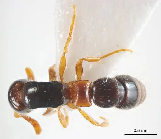 Lioponera brevis specimen ANTWEB1008625 image antweb1008625_1