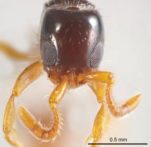 Lioponera brevis specimen ANTWEB1008625 image antweb1008625_2