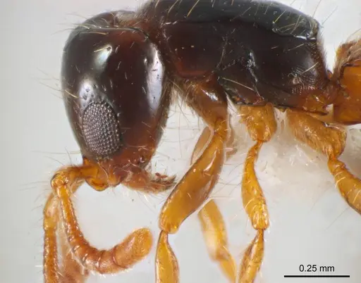 Lioponera brevis specimen ANTWEB1008625 image antweb1008625_3