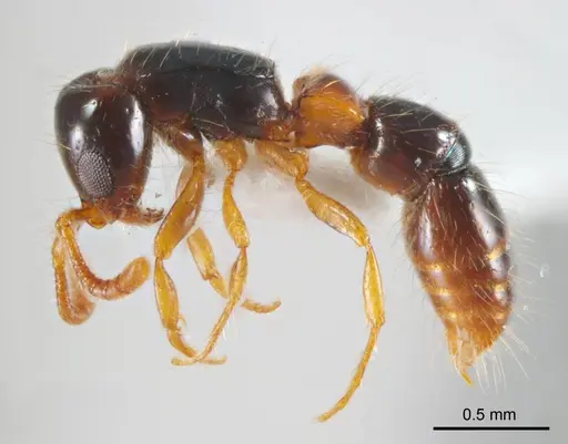 Lioponera brevis specimen ANTWEB1008625 image antweb1008625_4