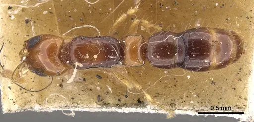 Lioponera brevis specimen CASENT0902747 image casent0902747_1