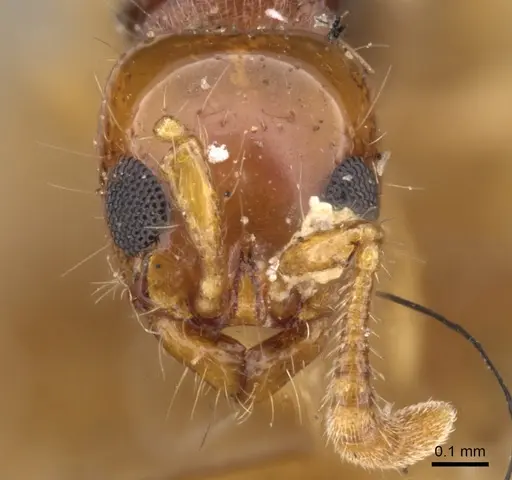 Lioponera brevis specimen CASENT0902747 image casent0902747_2