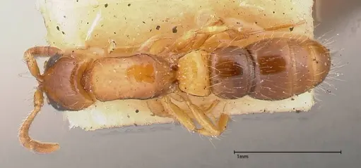 Lioponera brevis specimen FOCOL0341-1 image focol0341-1_1