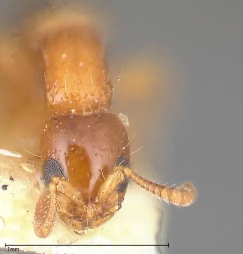 Lioponera brevis specimen FOCOL0341-1 image focol0341-1_2