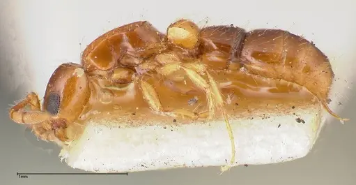 Lioponera brevis specimen FOCOL0341-1 image focol0341-1_3