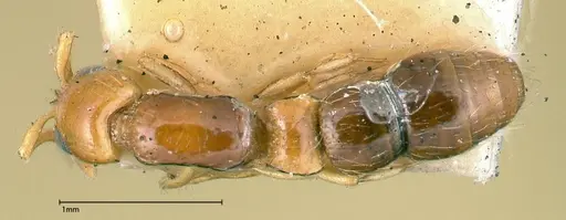 Lioponera brevis specimen FOCOL0341-2 image focol0341-2_1