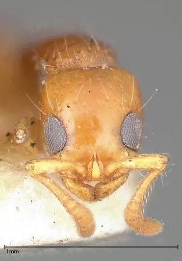 Lioponera brevis specimen FOCOL0341-2 image focol0341-2_2