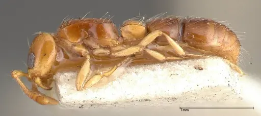 Lioponera brevis specimen FOCOL0341-2 image focol0341-2_3