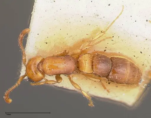 Lioponera brevis specimen FOCOL0341-3 image focol0341-3_1