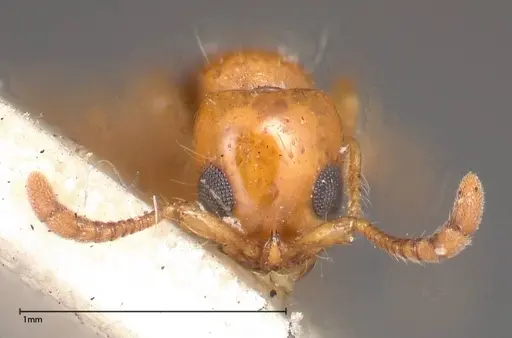 Lioponera brevis specimen FOCOL0341-3 image focol0341-3_2