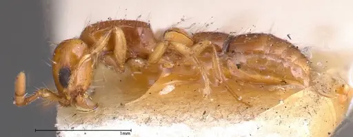 Lioponera brevis specimen FOCOL0341-3 image focol0341-3_3