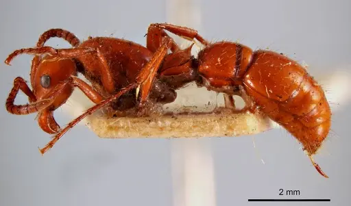 Lioponera clara specimen ANTWEB1008229 image antweb1008229_2
